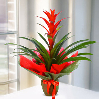 Guzmania Saks iei