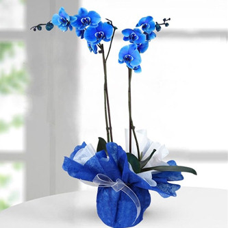 Esenyurt kili Mavi Orkide