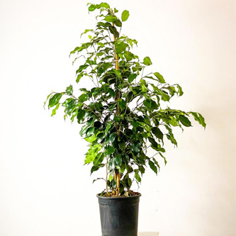 Ficus Benjamin Saks iei