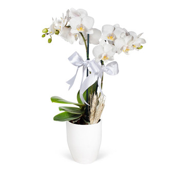 kili Mini Beyaz Orkide