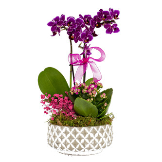 Esenyurt Mini Orkide Tasarm