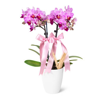 Esenyurt kili Mini Pembe Orkide
