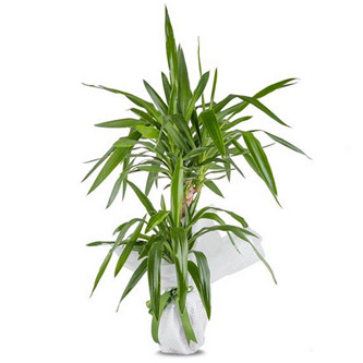 kili Tropic Yucca Saks iei