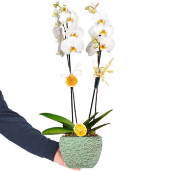 Esenyurt 2 Dal Beyaz Orkide