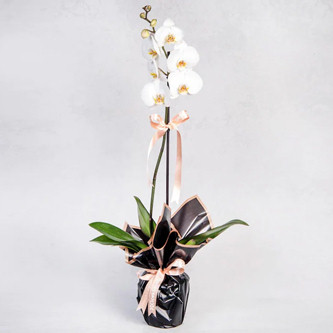 Tekli Beyaz Orkide Siparii